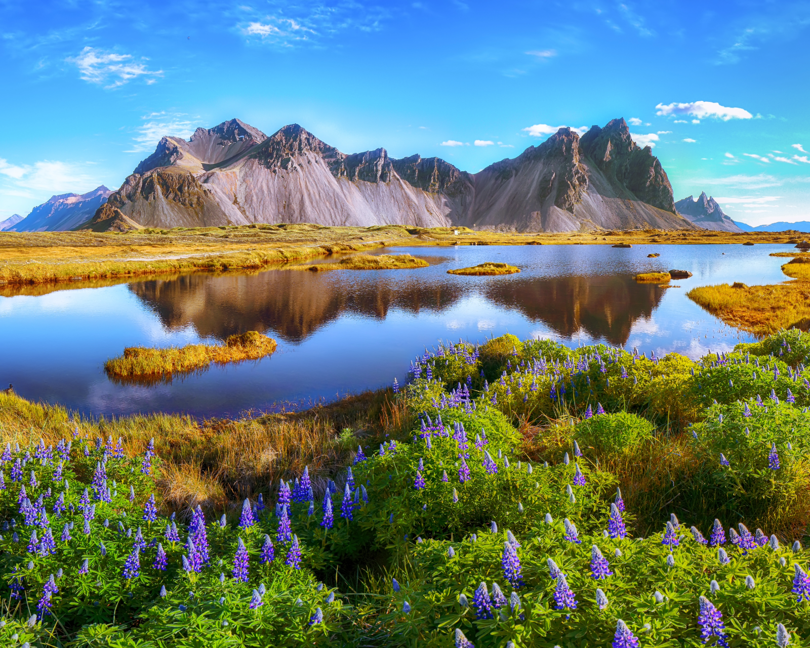 Beautiful sunny day and lupine flowers on Stokksnes cape in Iceland. AdobeStock_280357195