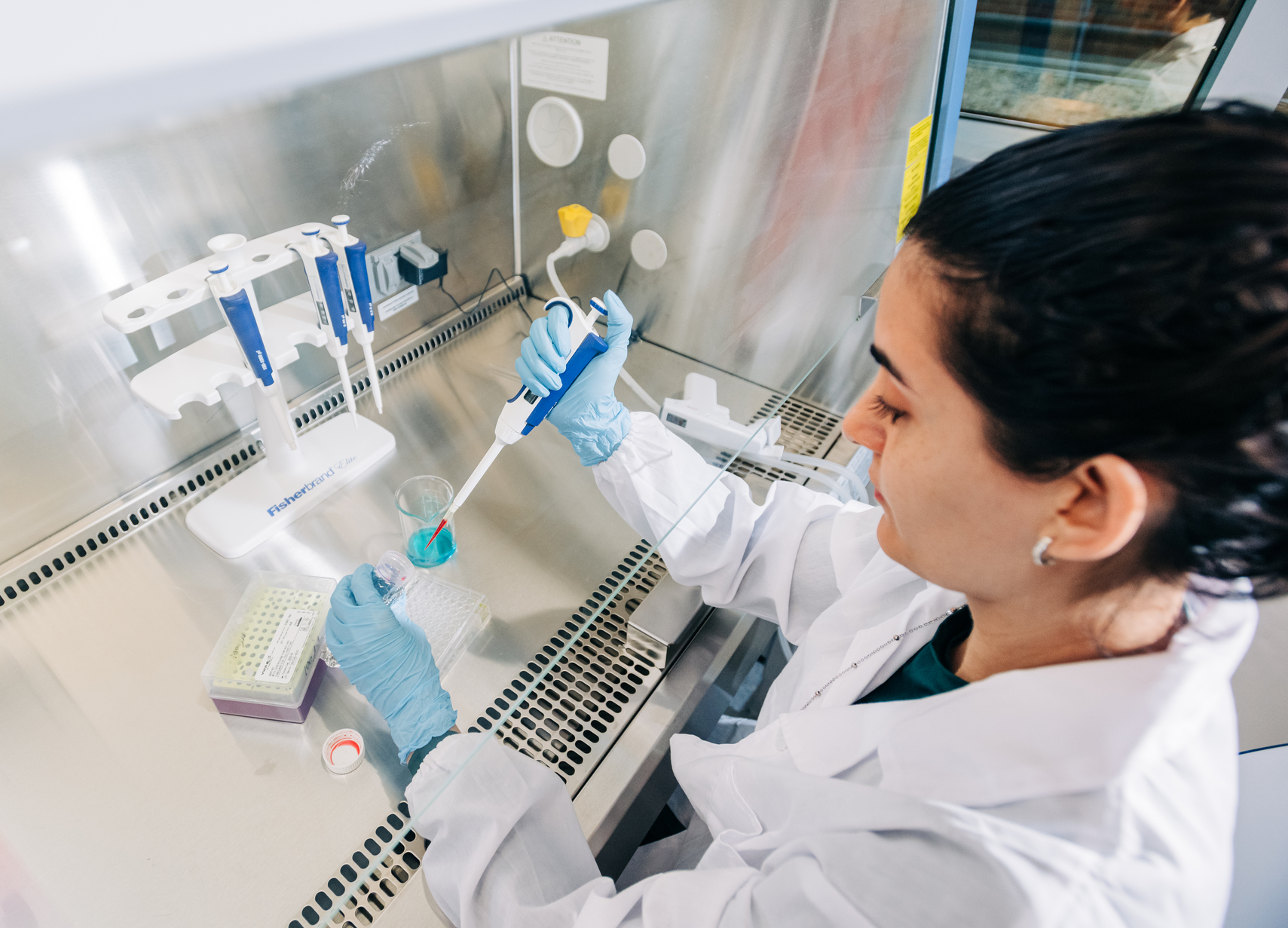 Susan Campbell Laboratory, McCallum Basic Health Sciences Building. From side, close-up of female student wearing lab coat and PPE gloves is using a single-channel pipette while working in a lab exhaust fume hood, November 2024.