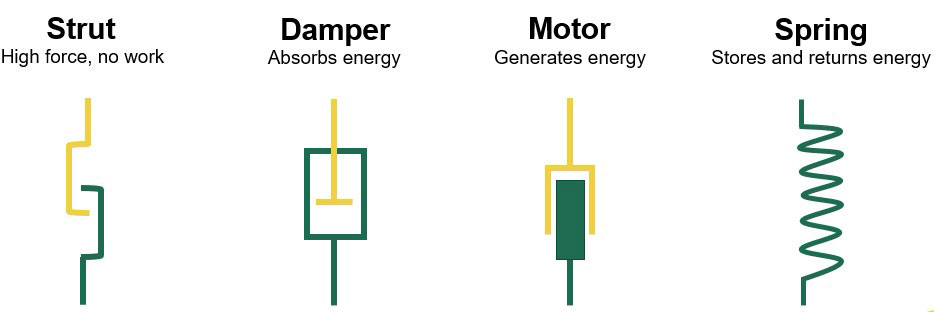 Illustration of muscle types.
