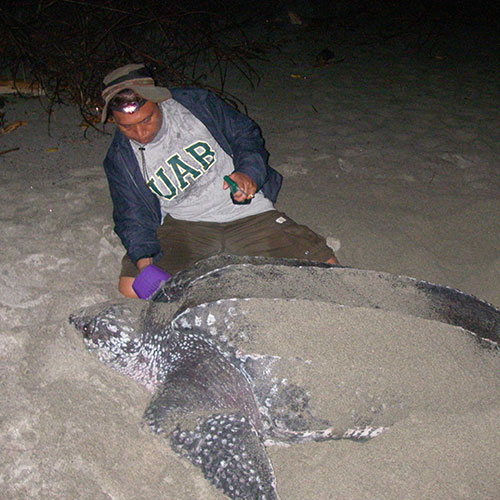  Ricardo Tapilatu tagging a female leatherback sea turtle