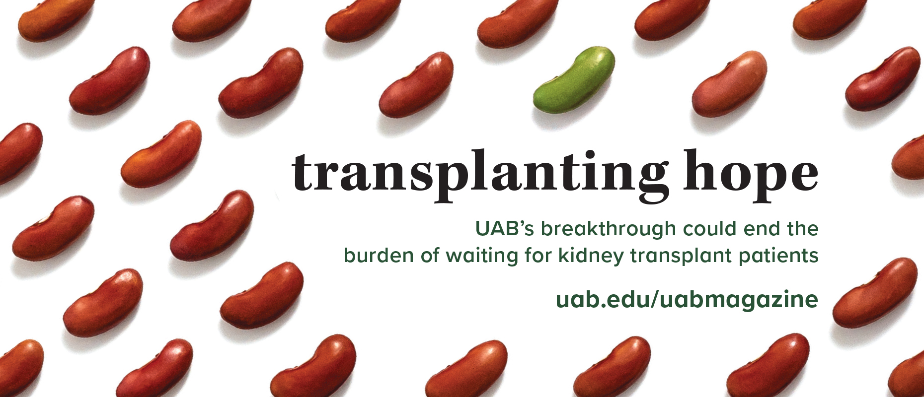 Transplanting Hope: UAB's breakthrough could end the burden of waiting for kidney transplant patients.