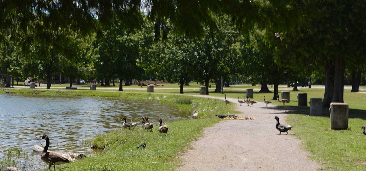 Geese and ducks gather alongside a lake.