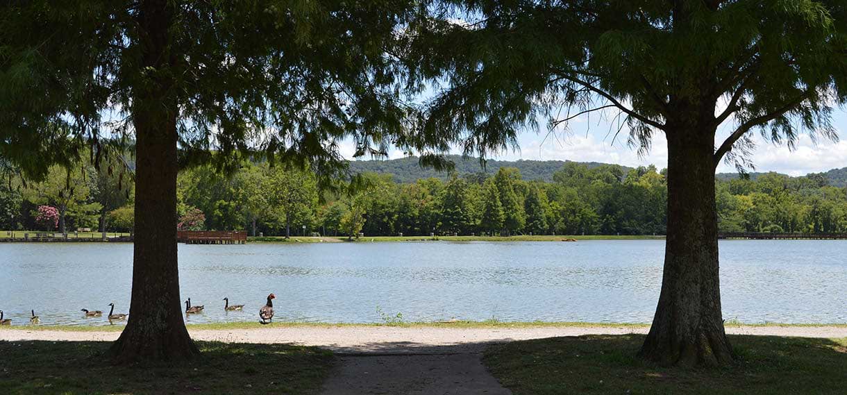 Two large trees frame the lake, a handful of ducks swimming on the left.