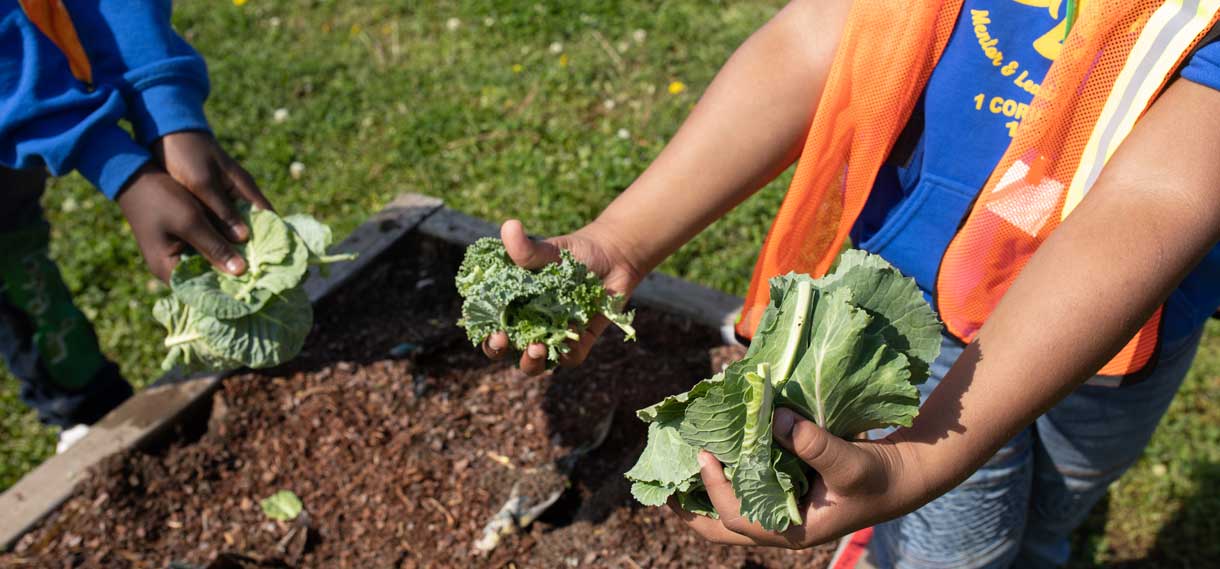 Close up on hands holding leafy green veggies over a garden plot.