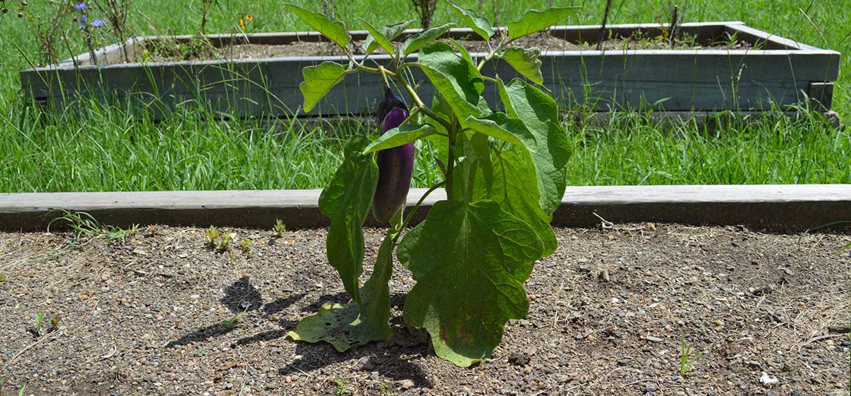 Closeup of a small plant growing in a garden plot.