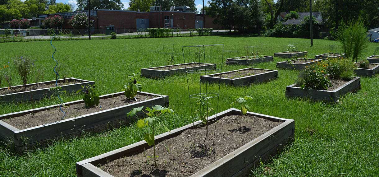 Community garden plots.