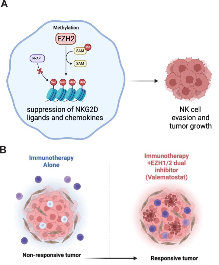 EZH2 suppresses NK-cell–mediated anti-tumor immunity in hepatocellular carcinoma, motivating clinical testing of EZH2/1 inhibition with standard immunotherapy.