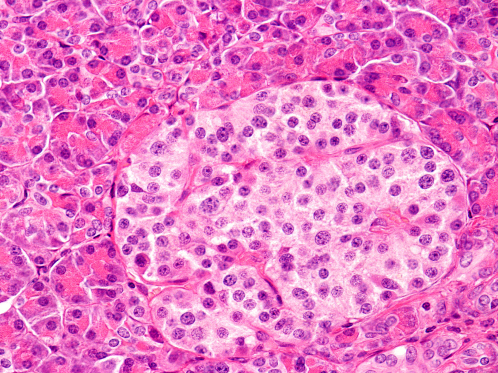 Stained islet of langerhans