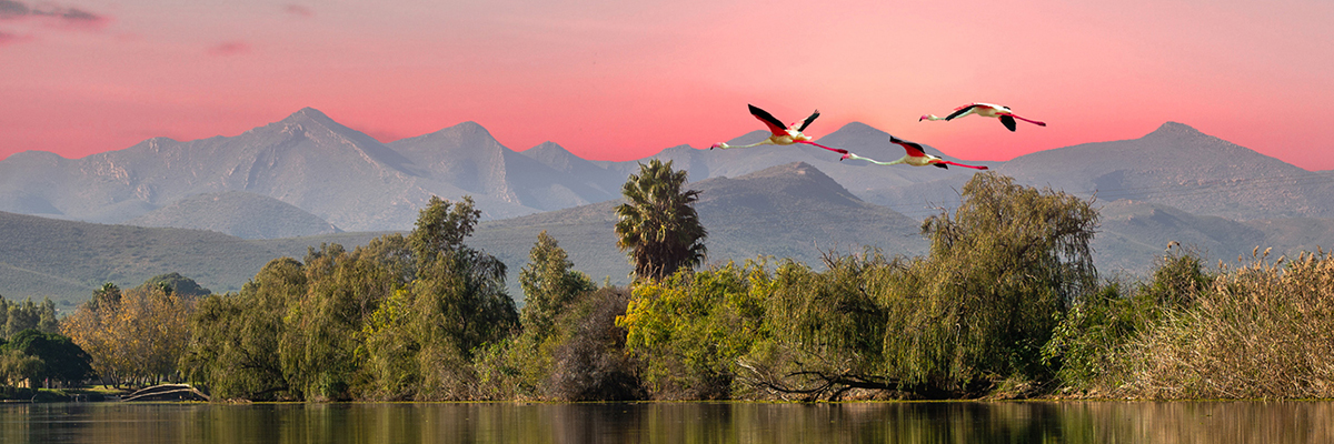 Image of the Robertson Breede River and flying birds during sunset in Western Cape South Africa
