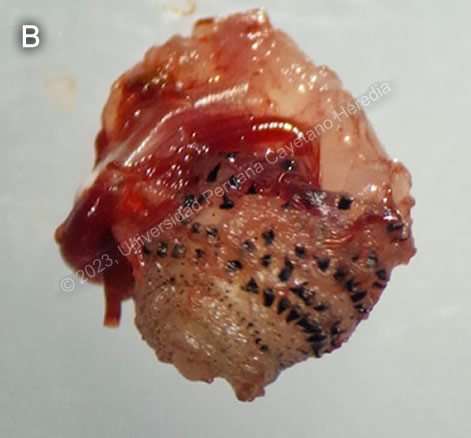 Images for Case 2023-02