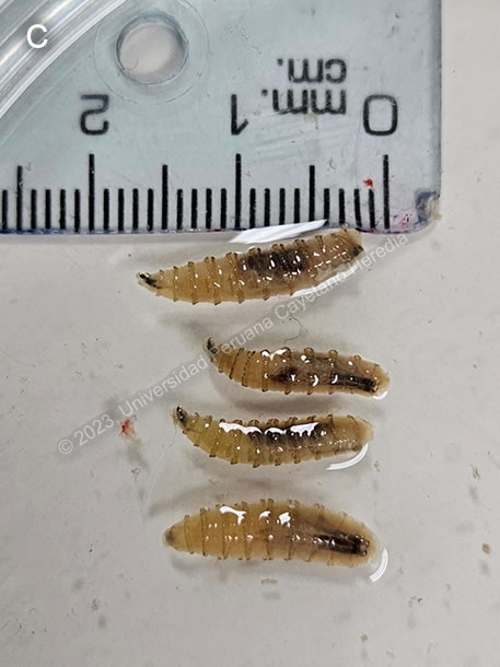 Images for Case 2023-11