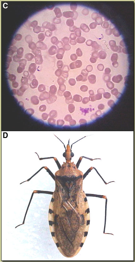 Image for 08/25/06 Discussion