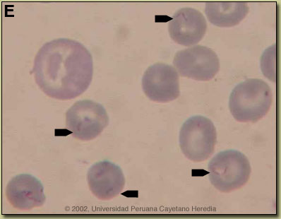 Image E for 03/23/07