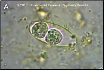 Image for Case 2018-11