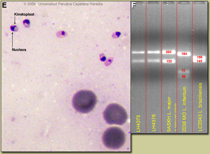 Images EF for 03/02/09 Discussion