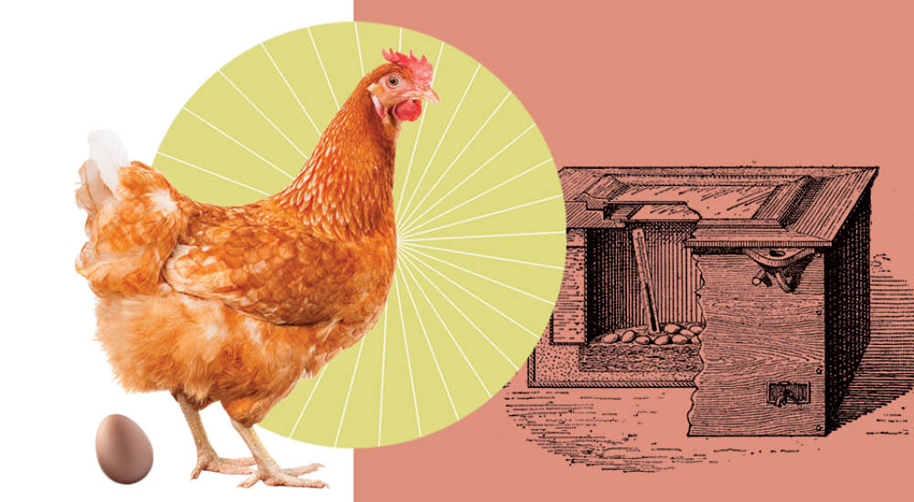 Collage illustration of a chicken and egg, a circular shape with white lines in a sunburst pattern, and a vintage line illustration of an egg incubation chamber. 