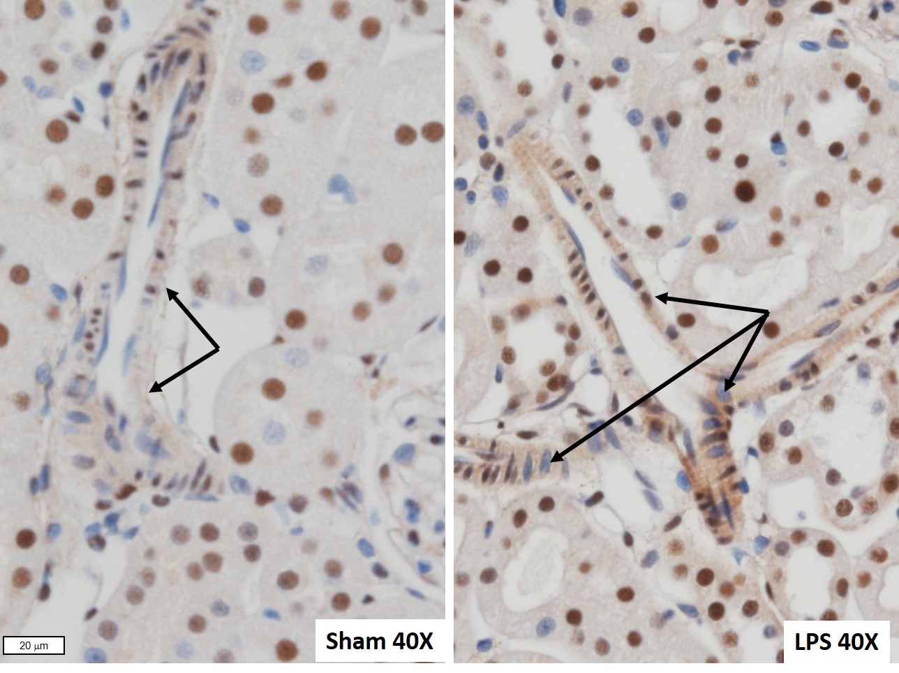 Fundamentals of Renal Physiology