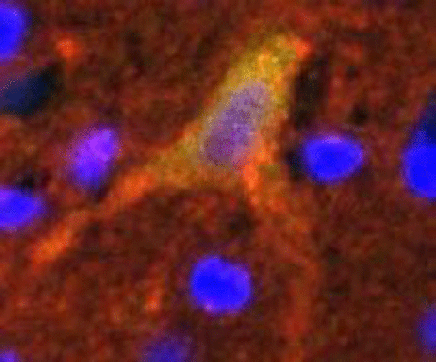 Nerve-cell-turning-on-memory-gene-web