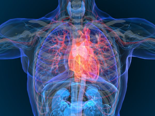 Pathology researchers find that too many antioxidants can have negative impacts on heart health