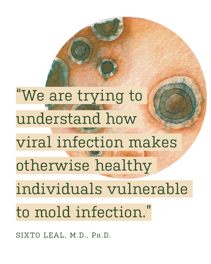 A watercolor depiction of fungus growing in a petri dish with a quote from researcher Sixto Leal, M.D., Ph.D. overlaid: “We are trying to understand how viral infection makes otherwise healthy individuals vulnerable to mold infection.”