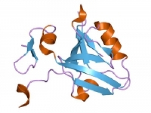 A “Rosetta Stone” protein offers new mechanism of allostery