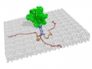 Last unknown structure of HIV-1 solved, another step in efforts to disarm the AIDS virus