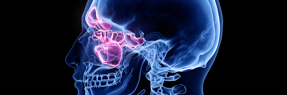 3d rendered medically accurate illustration of the sinuses