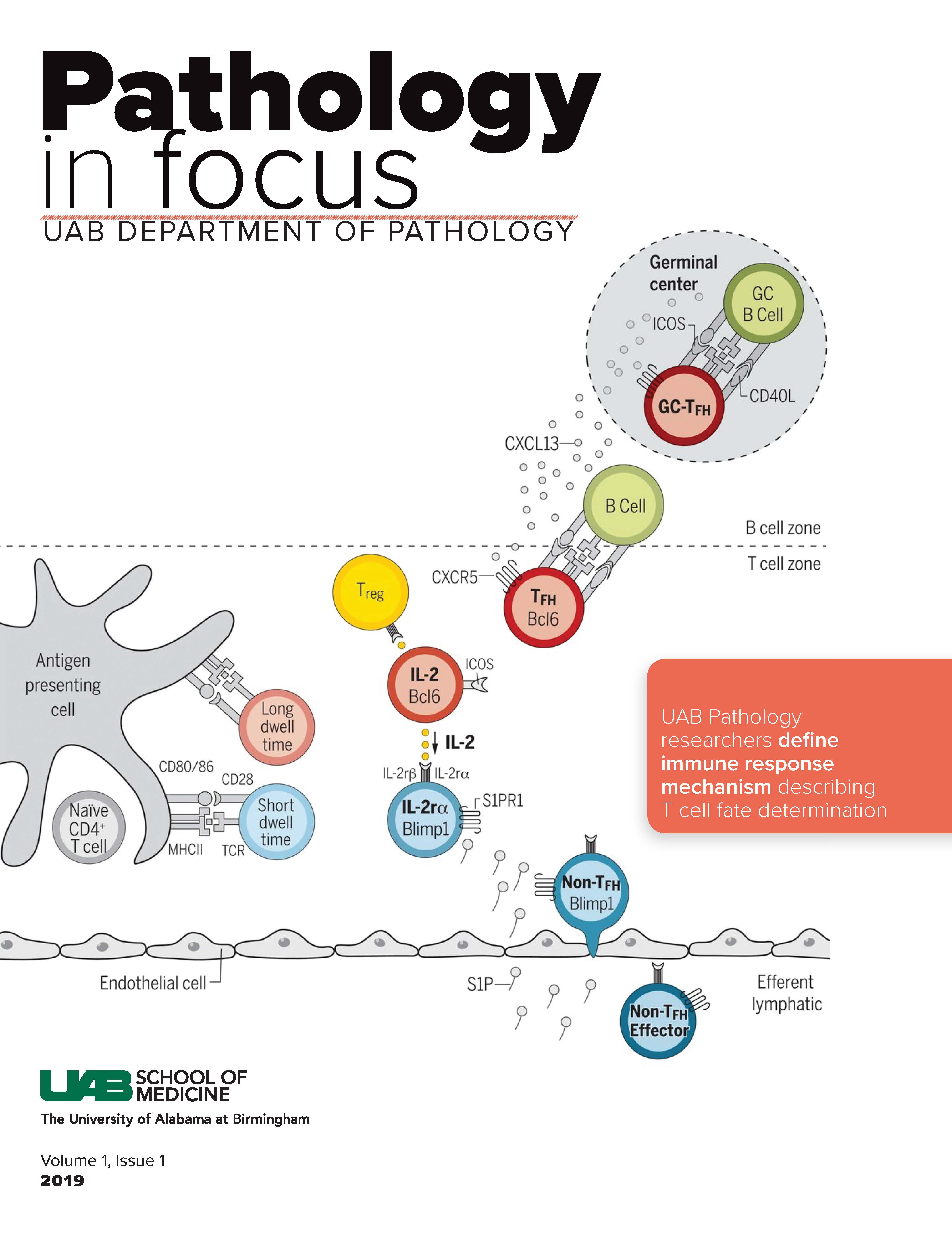 Pages from 391118 UAB Pathology Magazine v1 iss1.pdf