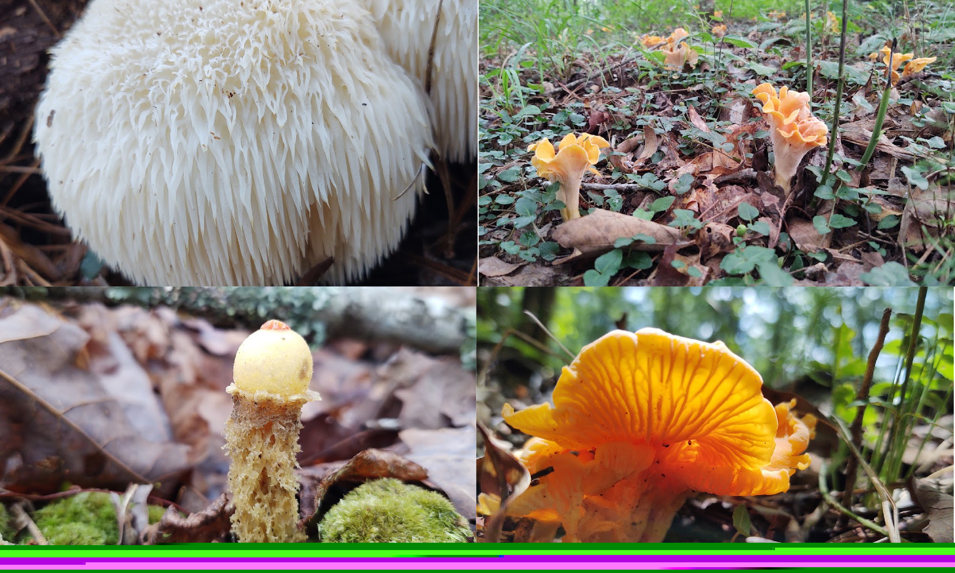 Gallis mushrooms 01