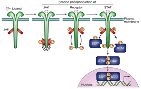 Project 2: Validating the JAK/STAT Pathway as a Novel Therapeutic Strategy in PD