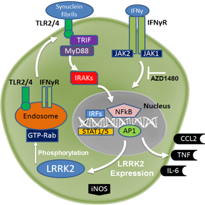 Project 3: LRRK2 mediated macrophage responses in PD