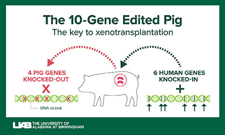 Graphic showing the 10-gene-edited pig. The Key to xenotransplantation. 