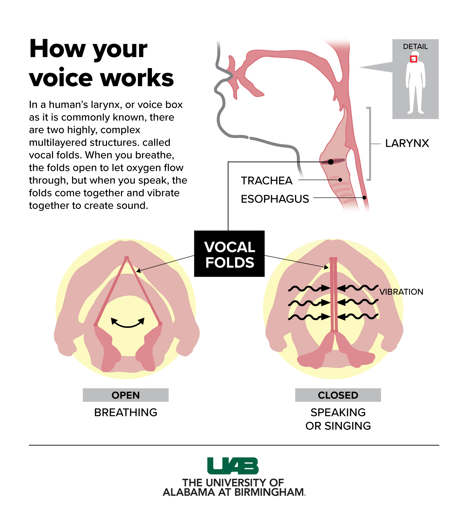 What To Do When You Lose Your Voice As A Singer!