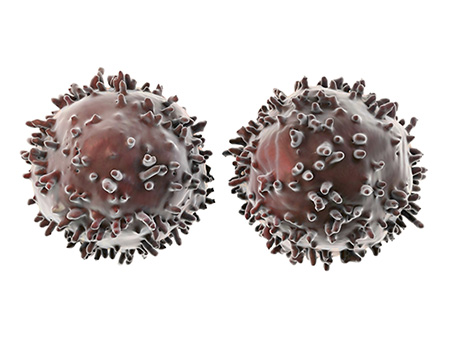 Lymphocytes, computer artwork. T- and B-lymphocytes are part of the immune system. B cells mature in bone marrow and are responsible for humoral immunity; they operate by recognising a specific site (antigen) on the surface of a pathogen or foreign object, which they bind to before producing antibodies to destroy that antigen. T cells mature in the thymus and are involved in cell-mediated immunity, which does not rely on antibodies to fight antigens, but rather the activation of other immune cells. Interaction between B and T cells can increase B cell antibody production.