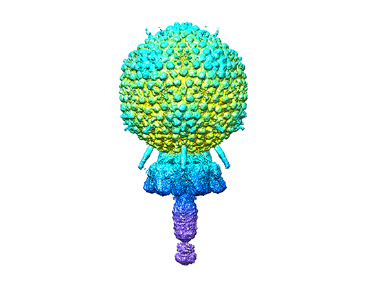 Inside Portrait Andrha bacteriophage
