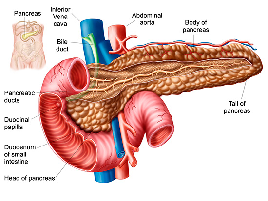 Pancreas Stream