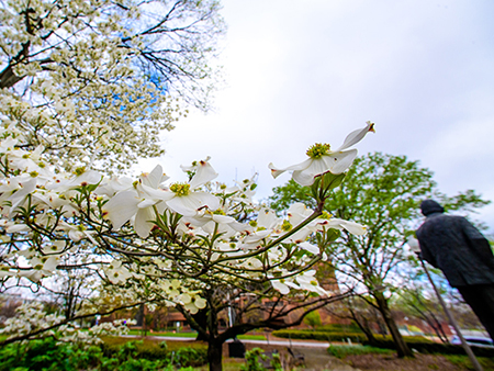 White blooms on a dogwood tree with blue sky, white clouds, and unidentified campus statue in the background, 2020.