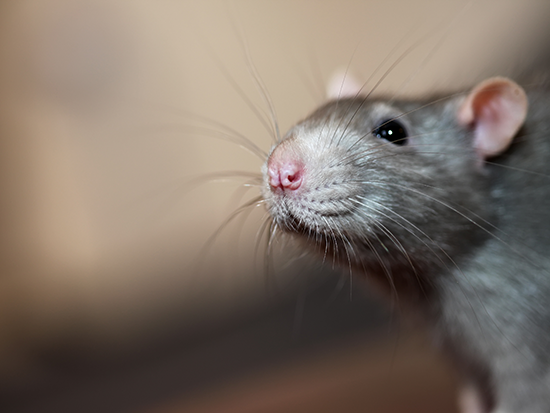Stream Rat whiskers