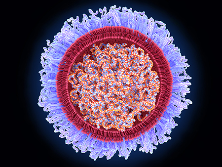 Covid-19 RNA vaccine, illustration. The vaccine consists of strands of mRNA (messenger ribonucleic acid) encased in a lipid nanoparticle sphere (red) surrounded by a polyethylene glycol coat (violet). The mRNA codes for a mutated version of the viral spike protein found on the surface of the SARS-CoV-2 coronavirus that causes Covid-19. When injected into the body the mRNA is taken up by the body's cells, which manufacture copies of the protein. The proteins stimulate an immune response, causing the body to produce antibodies against the spike protein. This means that the body is primed to attack the virus should it be encountered after vaccination, preventing disease. The first RNA vaccine approved for human use, developed against the SARS-CoV-2 coronavirus by Pfizer/BioNTech, was approved in the UK on 2nd December 2020.