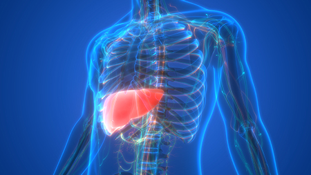 Transparent views of the liver. 