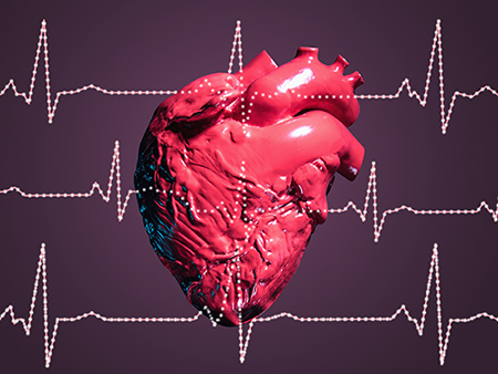 Model of human heart behind illustrated ECG traces, studio shot