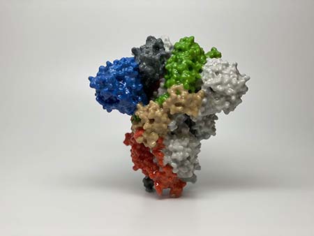 Antibody5