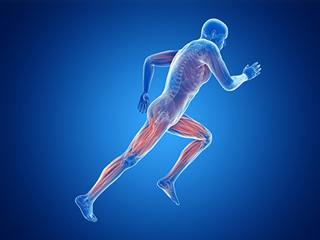 3d rendered illustration of a jogger's muscles.