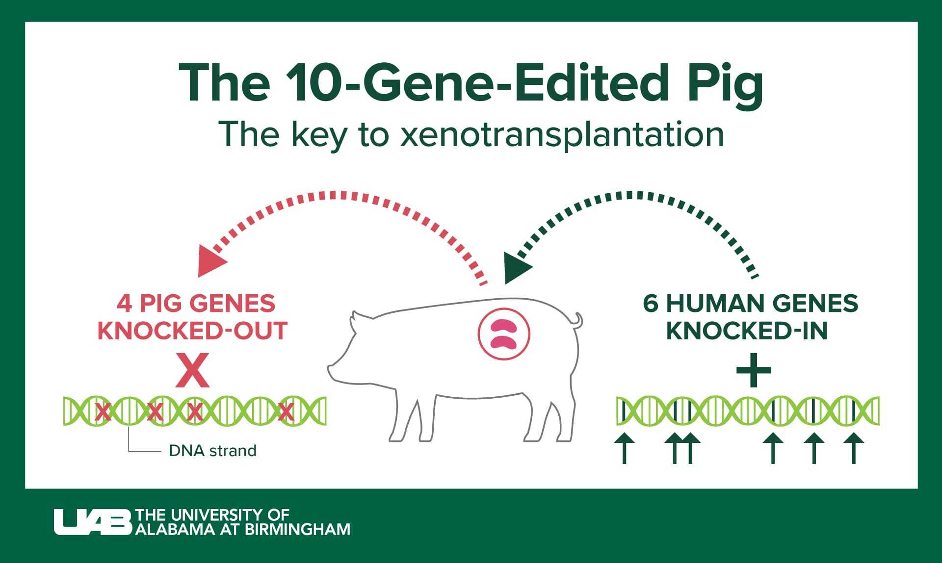 The 10-gene edited pig
