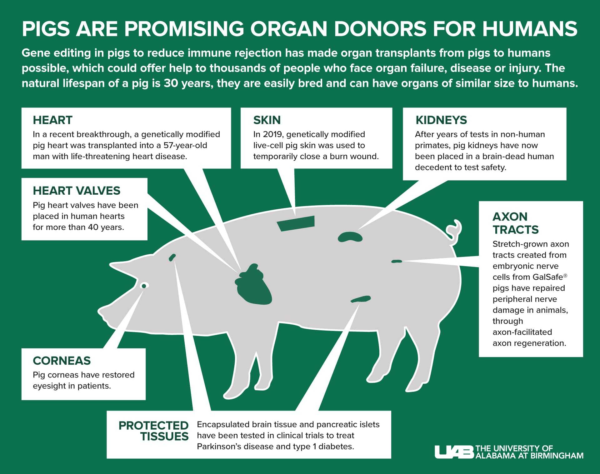 Pigs are promising organ donors for humans