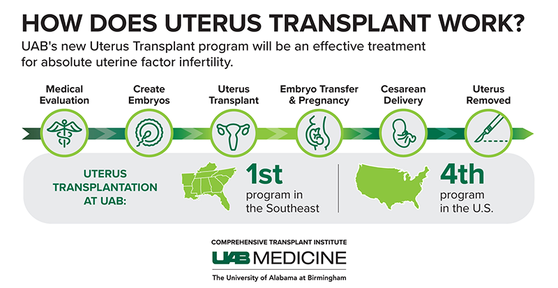 resized Uterus Transplant graphic