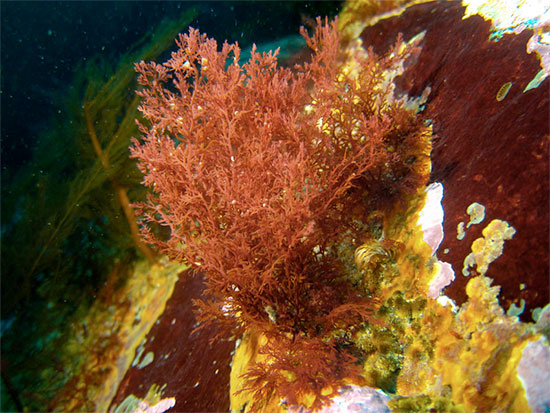 antarctica seaweed stream
