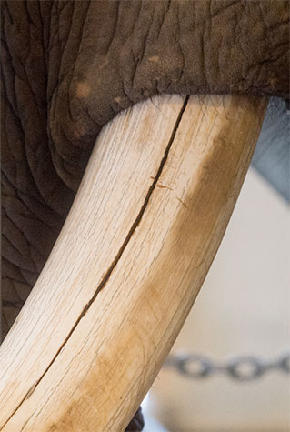 elephant tusk broken