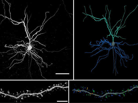 herskowitz neuron image stream