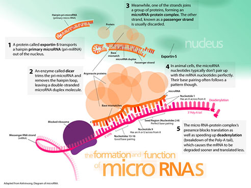microRNA graphic AA 2016